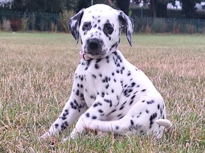 Female Dalmation puppy 🥰