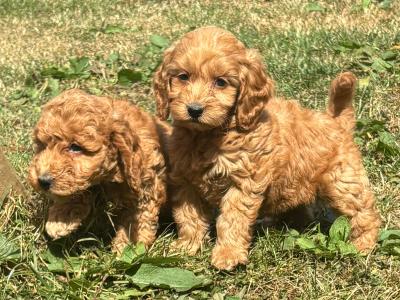 Beautiful Cavapoo puppies in Carlow 🤎🤎