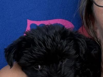 Gorgeous Miniature Yorkie girl
