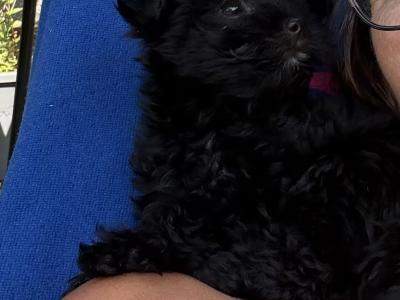 Gorgeous Miniature Yorkie girl
