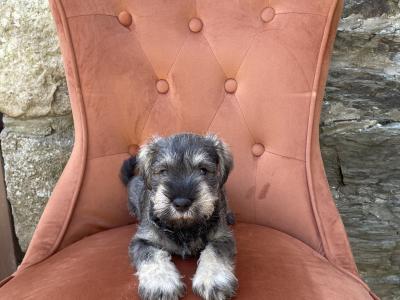 Miniature Schnauzer with health certificates