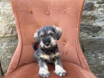 Miniature Schnauzer with health certificates