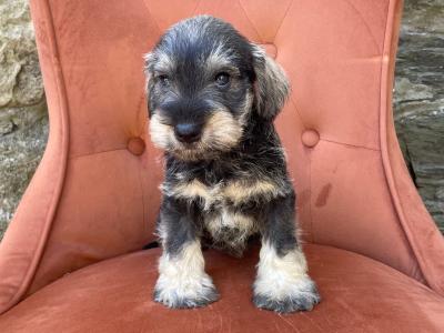 Miniature Schnauzer with health certificates