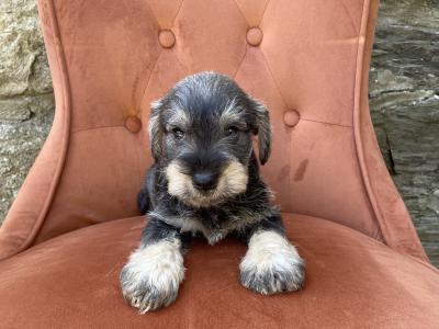 Miniature Schnauzer with health certificates
