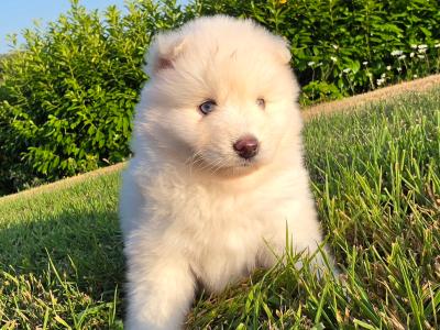 Perfect Pomsky (female)