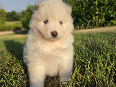 Perfect Pomsky (female)