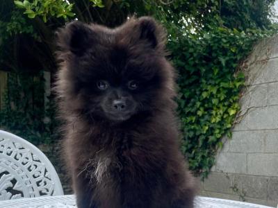 BEAUTIFUL  MINI-TOY Pomeranian male