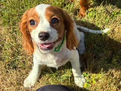 Beautiful Cavalier King Charles puppies in Wexford