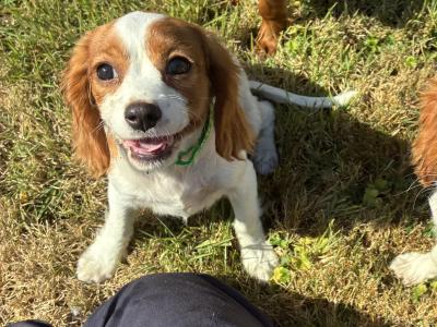 Beautiful Cavalier King Charles puppies