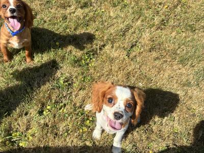 Beautiful Cavalier King Charles puppies