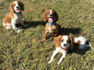 Beautiful Cavalier King Charles puppies
