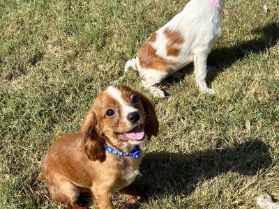 Beautiful Cavalier King Charles puppies