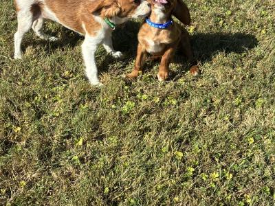 Beautiful Cavalier King Charles puppies