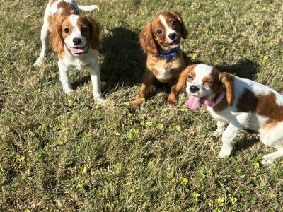 Beautiful Cavalier King Charles puppies