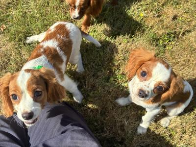 Beautiful Cavalier King Charles puppies