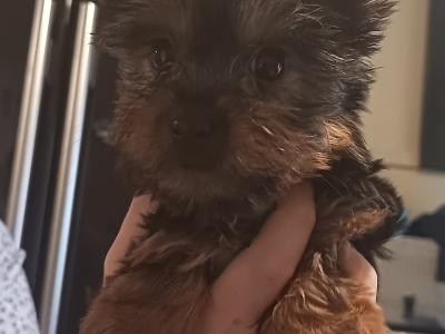 2 beautiful female Yorkshire terrier puppies