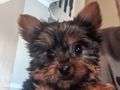 2 beautiful female Yorkshire terrier puppies