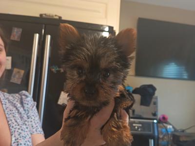 2 beautiful female Yorkshire terrier puppies