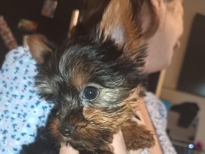 2 beautiful female Yorkshire terrier puppies