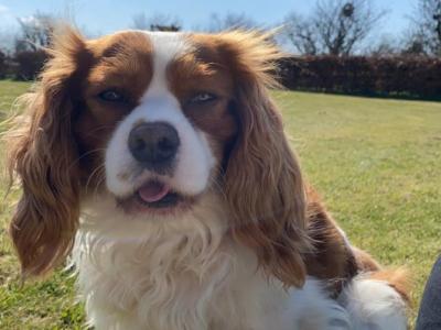 Beautiful Cavalier King Charles puppies