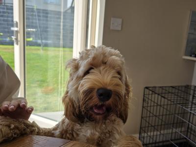 Male Cockapoo for sale
