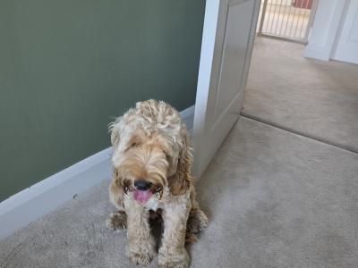 Male Cockapoo for sale