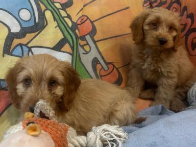 Gorgeous Cockapoo Puppies🐾