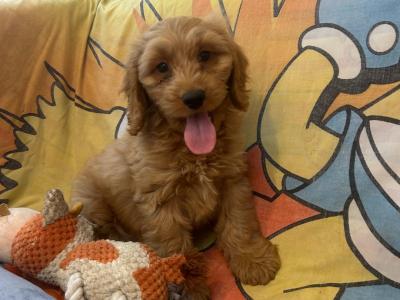 Gorgeous Cockapoo Puppies🐾
