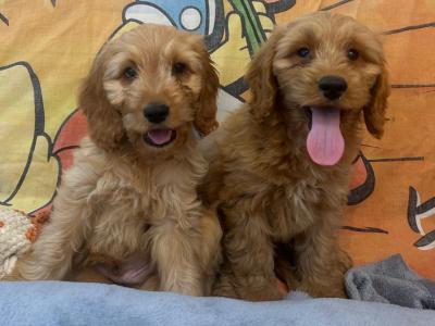 Gorgeous Cockapoo Puppies🐾