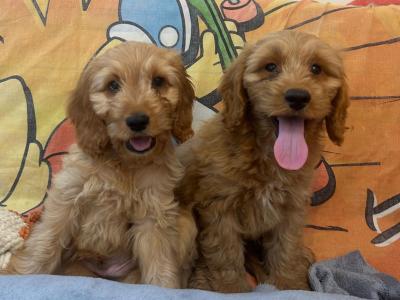 Beautiful cockapoo puppies