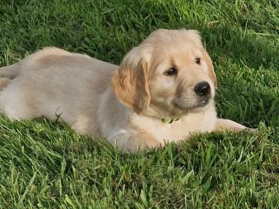 Golden Retriever puppies for sale in Galway