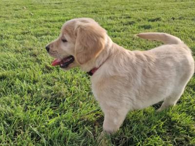 Golden Retriever puppies for sale in Galway