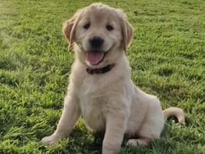 Golden Retriever puppies for sale in Galway