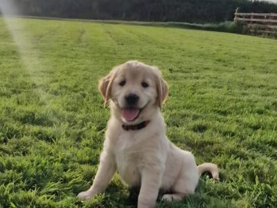 Golden Retriever puppies for sale in Galway