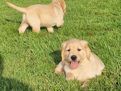 Golden Retriever puppies for sale in Galway