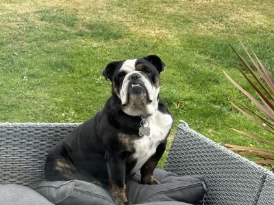 Female Bulldog 4 years old seeks for new ⭐️⭐️⭐️⭐️⭐️🏡