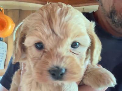Miniature Cockapoo puppies in Cork