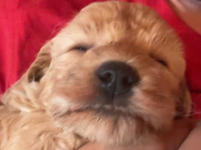Miniature Cockapoo puppies in Cork