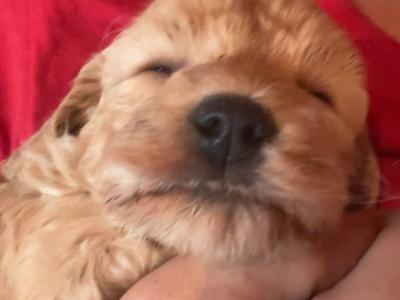 Miniature Cockapoo puppies in Cork