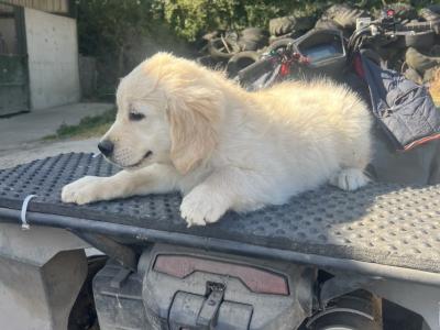 IKC Registered Purebred Golden Retriever pup’s in Kilkenny