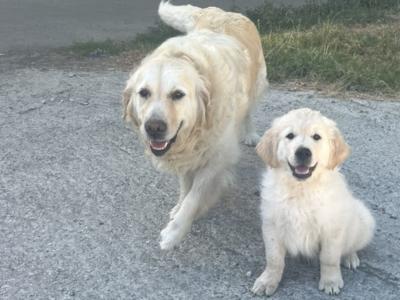 IKC Registered Purebred Golden Retriever pup’s in Kilkenny