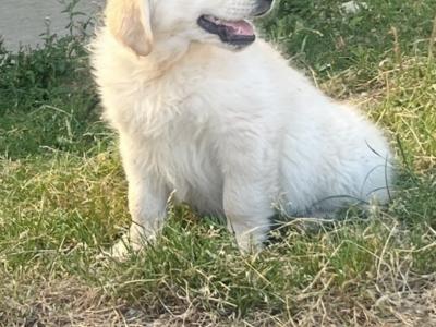 IKC Registered Purebred Golden Retriever pup’s in Kilkenny