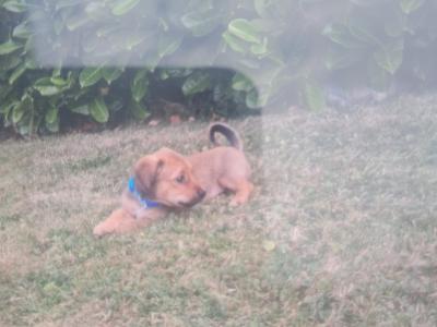 Beautiful Jack Russell puppies in Tipperary