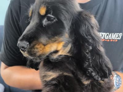 ON HOLD-IKC Black & Tan Cocker Spaniel Pup