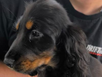 ON HOLD-IKC Black & Tan Cocker Spaniel Pup