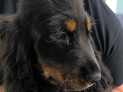 ON HOLD-IKC Black & Tan Cocker Spaniel Pup