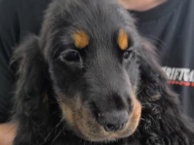 ON HOLD-IKC Black & Tan Cocker Spaniel Pup