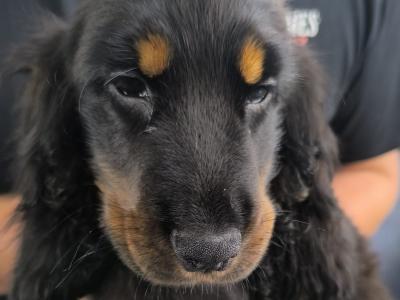 ON HOLD-IKC Black & Tan Cocker Spaniel Pup