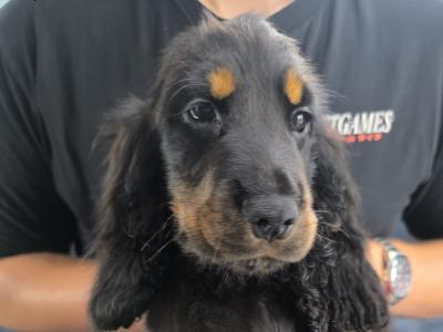 ON HOLD-IKC Black & Tan Cocker Spaniel Pup