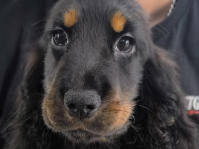 ON HOLD-IKC Black & Tan Cocker Spaniel Pup